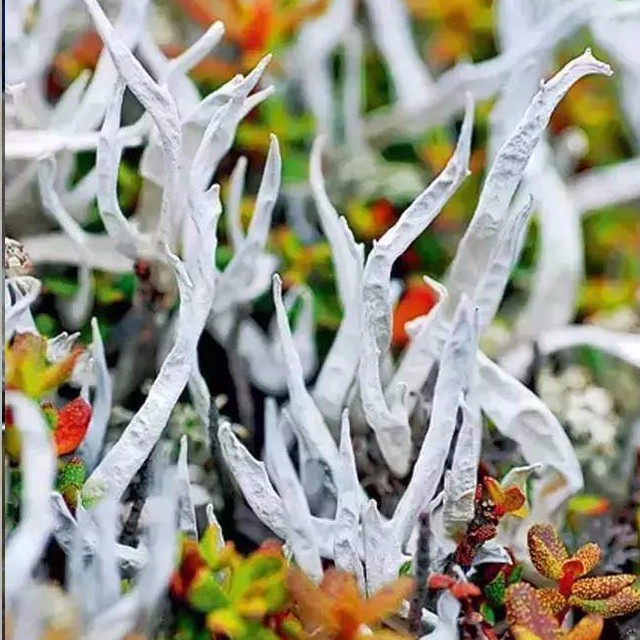 Cloud Zoom small image