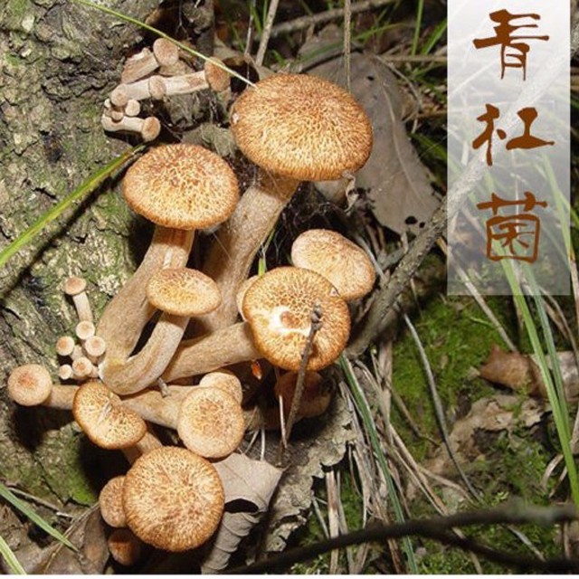 Cloud Zoom small image