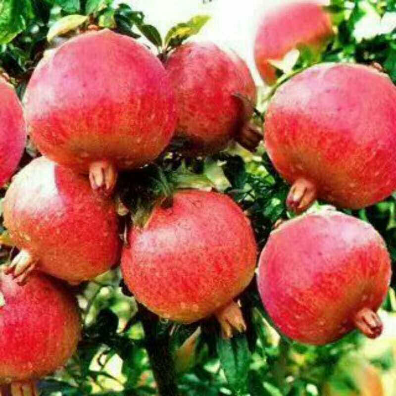 Cloud Zoom small image