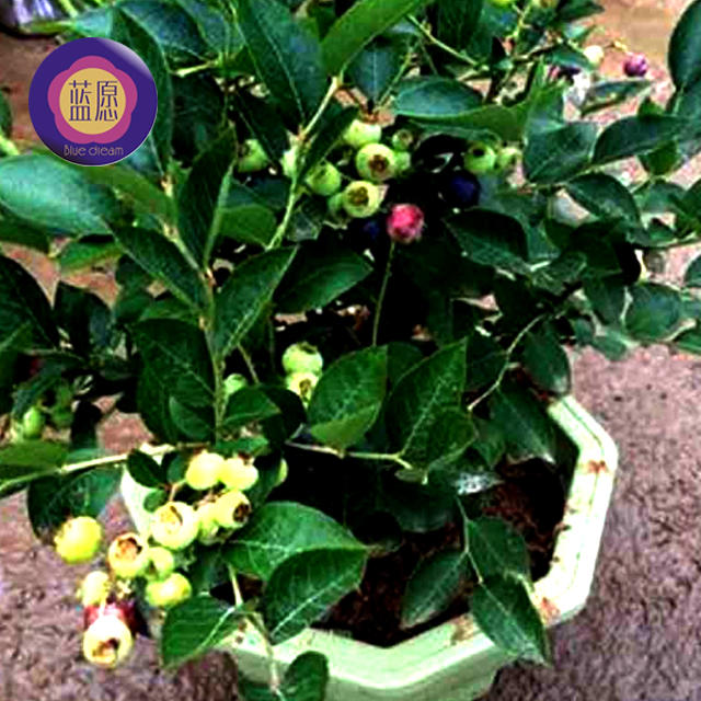 Cloud Zoom small image