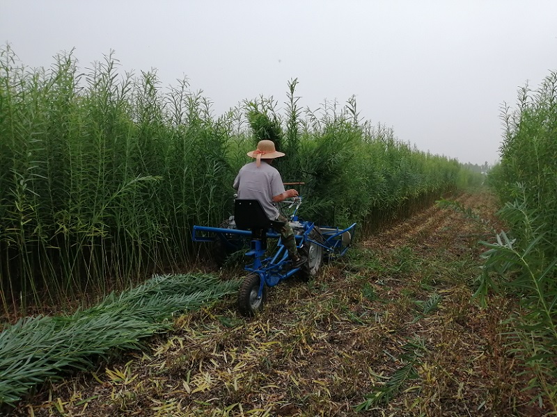 意大利柳条割捆机在柳编之乡临沭投入使用