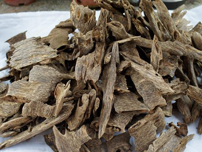 沉香树种植多久开香结香,以及人工造香的方法