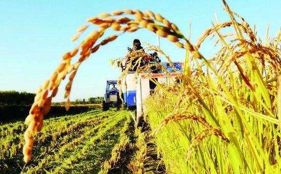 大拱棚不设顶风通风差