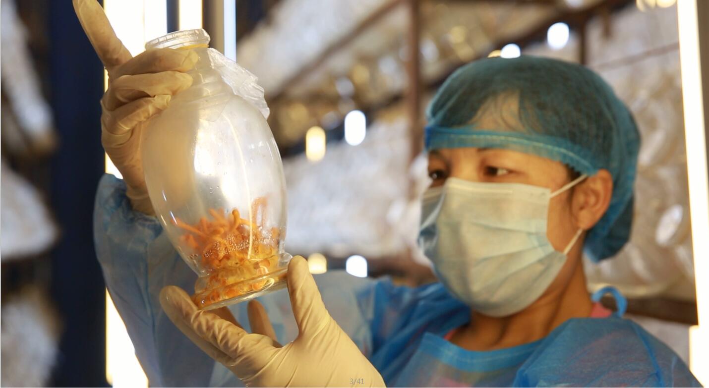 仿原生态无菌瓶内虫草培育车间