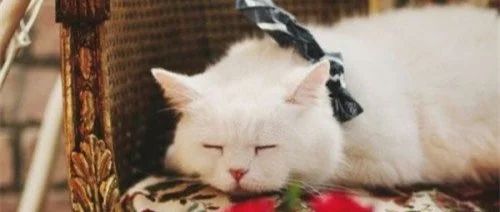 无规矩不成方圆：名品猫舍教给您怎么去让自己的猫咪有规矩