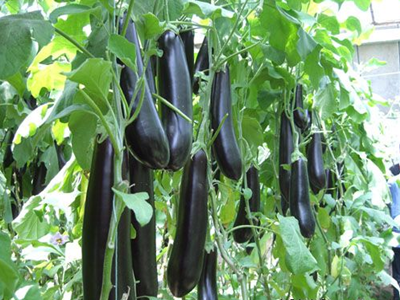 揭秘蔬菜嫁接苗优势与好处