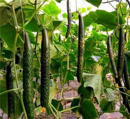 冬季黄瓜定植前后的注意要点以及管理技术