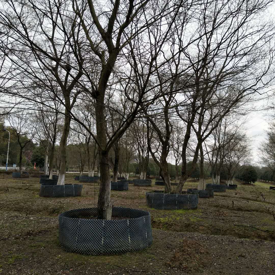 容器苗