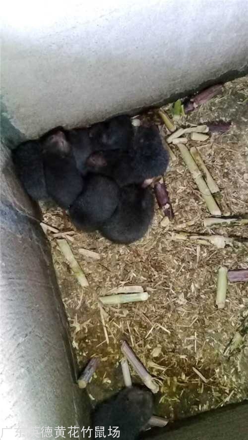 东莞竹鼠养殖 东莞竹鼠养殖