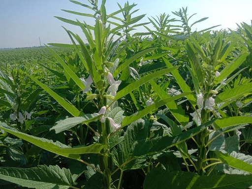 老苏服务日记2022年7月30日