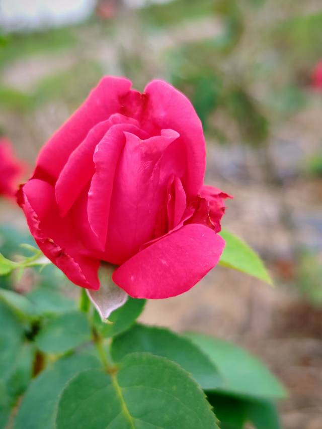 老苏服务日记2023年10月17日