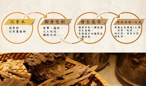 沉香形成原因 沉香形成原因