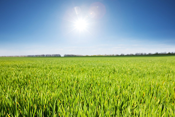 施用叶面肥的五个好处