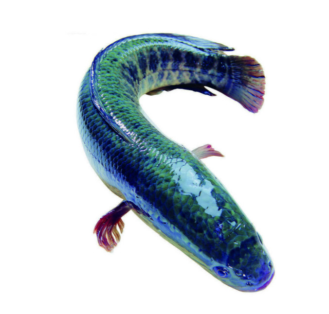 生鱼料膨化配合饲料-特种鱼饲料-水产膨化配合饲料-商城-江门市恒胜