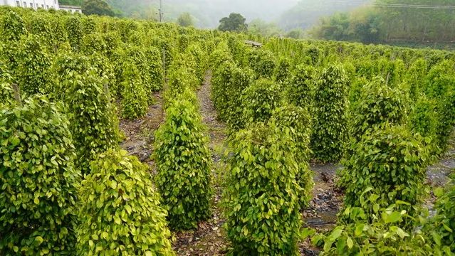 20250411111323_37098.jpg 111.jpg