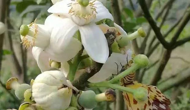 20211109143948_75328.jpg 化橘红8.jpg