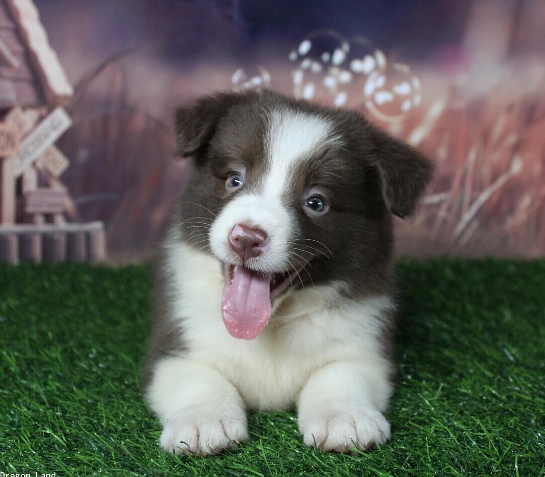 巧克力色mm-待售小边牧-商城-dragon land边牧之家 官方网站