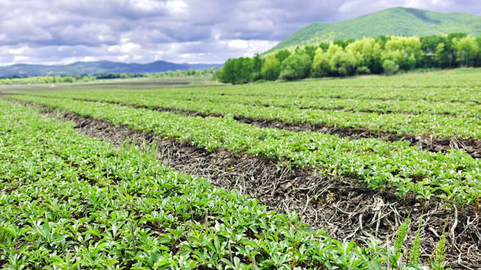 Cloud Zoom small image