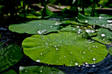 摄图网_500335491_荷叶与水珠（非企业商用）_副本.jpg