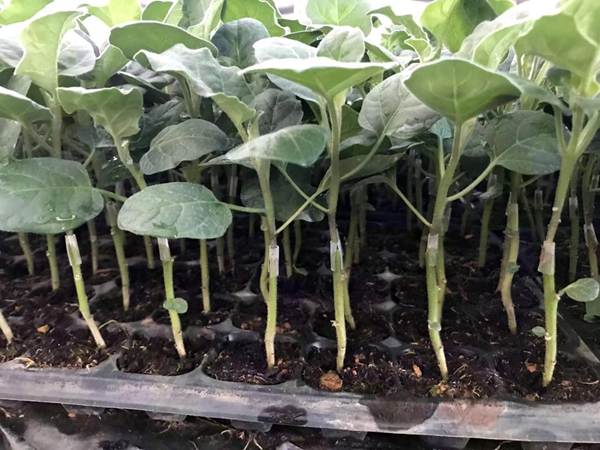 茄子苗的种植流程如何？栽种时对土壤有要求吗？