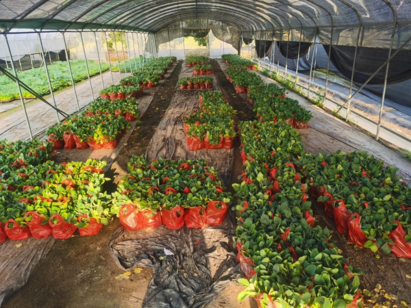 蔬菜种苗基地茄子苗发货中
