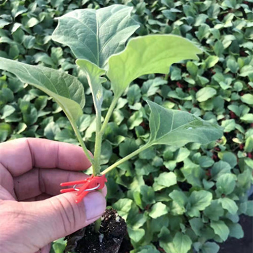 茄子嫁接：增产抗虫害、改良品质的重要选择