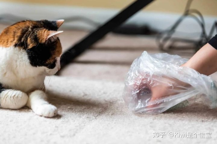 为什么我的老猫会突然在地板上拉屎？