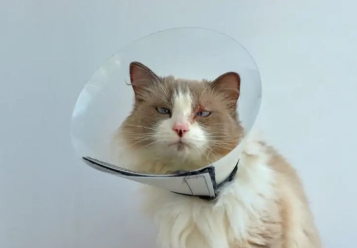 带伊丽莎白圈时，猫咪，怎么吃饭？