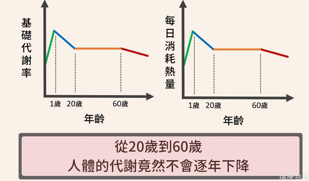 减缓新陈代谢的元凶并不是年龄！这两件事情有助提升代谢