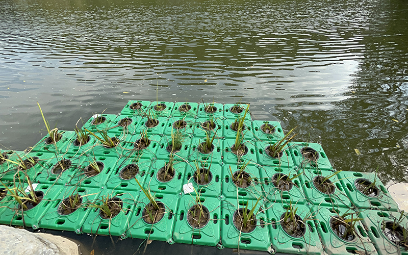 公园绿化养护多少钱一个平方