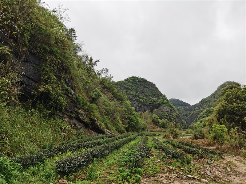 羊儿伴茶山