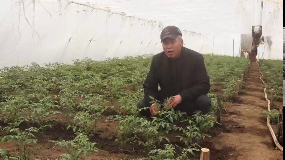 逊克县奇克镇新丰村农民技术员王艳彬讲解蔬菜大概种植技术推广