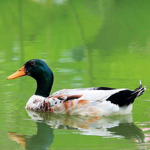 Cloud Zoom small image